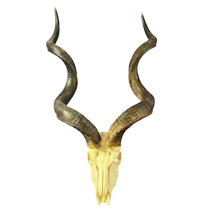 Kudu Skull - Real Greater Kudu Antelope Skull with metal bracket Wall Art African Decor Antler Horn | Approximate Size: 48X26X14”/ 52&quot; horns