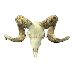 Real Ram Skull - Merino Ram Skull - Size: 22&quot;X12X9&quot; Sheep Skull Horns Wall Art Antler Cowboy Gift, Dad Gift, Western Decor, Man Cave Gift #5