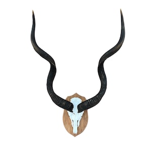 Kudu Skull - Real Greater Kudu Antelope Skull on Wooden Shield- Wall Art African Decor Antler Horn | Approximate Size: 51X28X17”/ 50&quot; horns