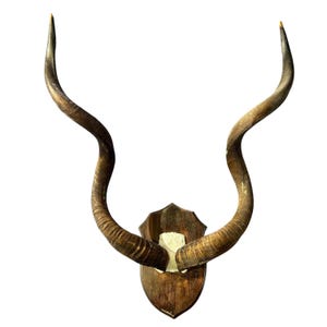 Kudu Skull - Real Greater Kudu Antelope Skull - Wall Art African Decor Antler Horn |  Big Kudu Skull Cap 50&quot; and 51&quot; horns (huge!) Man Cave
