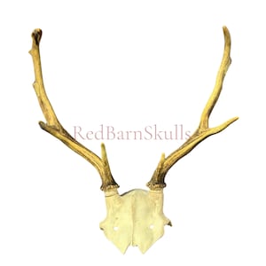 May include: A deer antler mount with a cream-colored skull base and long, curved antlers. The antlers are a light brown color, and the skull has a natural, weathered appearance. The text "RedBarnSkulls" is visible.