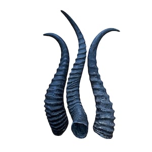 May include: Three black horns, each with a unique shape and texture, are arranged vertically. The horns are smooth and glossy, with a slight curve.
