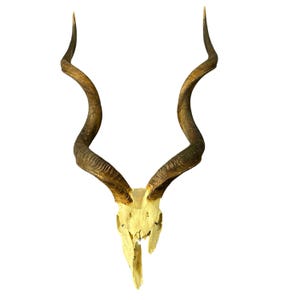 Kudu Skull - Real Greater Kudu Antelope Skull - Wall Art African Decor Antler Horn |  Size: 51X28X17”/ 53&quot; horns (huge!) Ideal Man Cave Gift