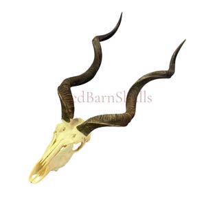 Kudu Skull - Real Greater Kudu Antelope Skull - Wall Art African Decor Antler Horn |  Size: 46X19X116”/ 47&quot; horns Ideal Man Cave Gift