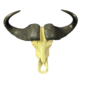 Cape Buffalo Skull - Real Buffalo Skull - Wall Art African Decor Antler Horn | Approximate Size: 29.5X25X11”