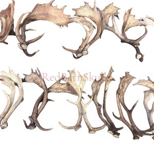 May include: A collection of deer antlers in various shades of brown and tan, arranged against a white background. The antlers have multiple points and curves, with some showing signs of wear. The text "RedBarnSkull" is visible.
