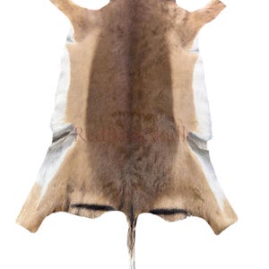 May include: A tanned animal hide with a natural color palette of brown, tan, and white. The hide has a central brown stripe, flanked by tan and white sections. The text "Red Barn Skull" is visible on the hide.