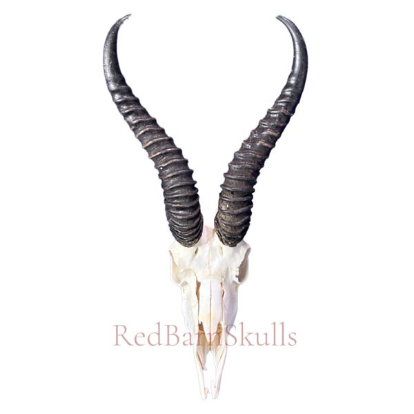 Real Springbok Skull with Horns – Taxidermy Wall Mount (15x9x6D)