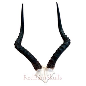 Impala Skull - Real Deer Skull - Wall Art Horns Antlers Approximate Average Size: 17LX10WX12D&quot; Affordable Gift Wall Art, Man Cave Skull Gift