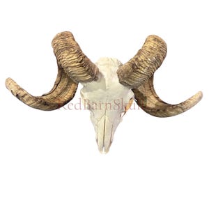 Real Ram Skull - Merino Ram Skull - Size: 24&quot;X13X9&quot; Sheep Skull Horns Wall Art Antler Cowboy Gift, Dad Gift, Western Decor, Man Cave Gift #9