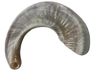 Polished Yemenite Ram Horn Shofar – Kosher Judaica Trumpet (19" Long)