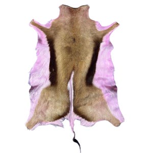 May include: A pink and brown animal hide rug with a long tail. The hide has been tanned and is ready to be used as a decorative rug.