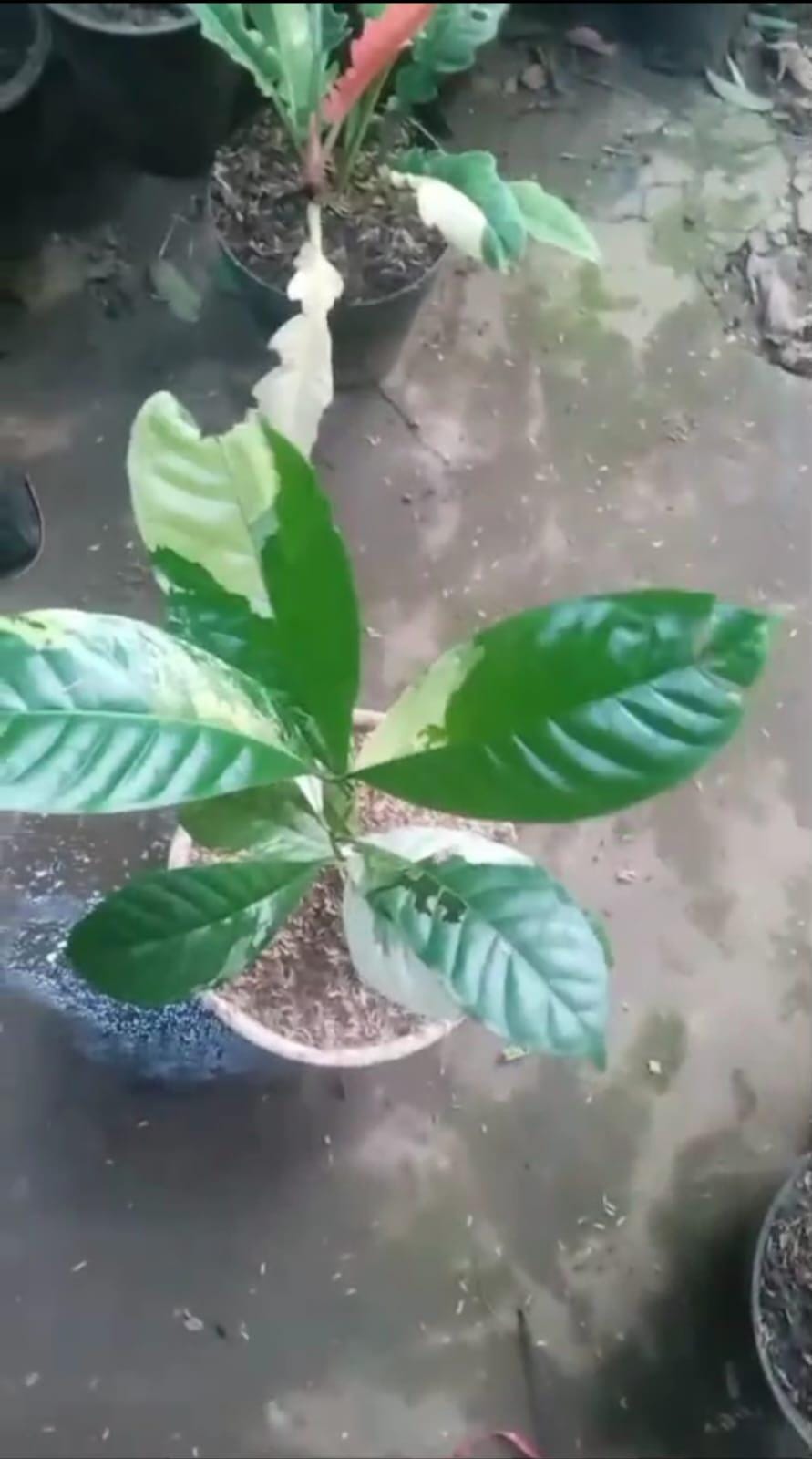 Caffè Arabica Variegato Immagine Reale Pianta Rara Pianta da Appartamento Interno Esterno