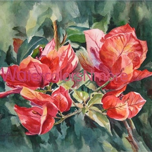 Magnolia, Bougainvilleas, Orchids, Hibiscus 6 Choices, Watercolor Print 11x14,Tropical, RTobaison Home Decor image 3