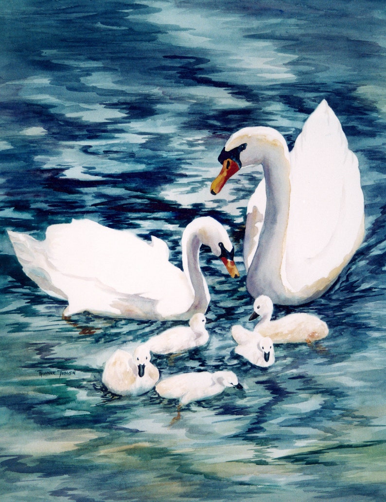 Swans with Cygnets 11 x 14 Art prints 3 choices pick 1 watercolors archival print watercolorsNmore RTobaison image 1
