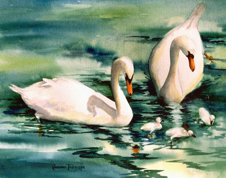 Swans with Cygnets 11 x 14 Art prints 3 choices pick 1 watercolors archival print watercolorsNmore RTobaison image 1