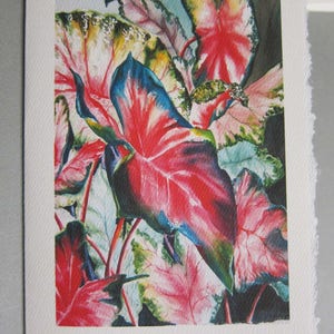 3 Caladium Variety 5 x 7 Note card Blank Greeting Card Vertical Images Caladium bulbs Flowers image 3