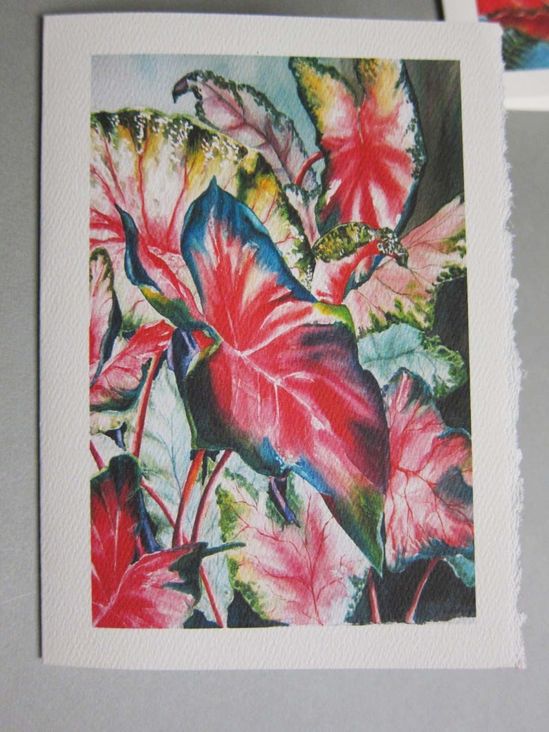 3 Caladium Variety 5 x 7 Note card Blank Greeting Card Vertical Images Caladium bulbs Flowers image 3
