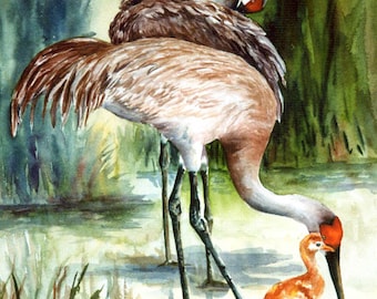 Vinoy, Sandhill Cranes Print 5 Choices 11 x 15 Pick 1 watercolorsNmore @RTobaison