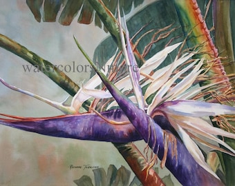 Tropical Bird of Paradise, 11 x 15 watercolor print, Roxanne Tobaison #WatercolorsNmore Home Decor, Decorative art, Florida