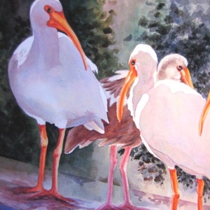 May include: A watercolor painting of three white ibis birds with orange beaks standing on a wooden surface. The birds are in a natural setting with green foliage in the background.
