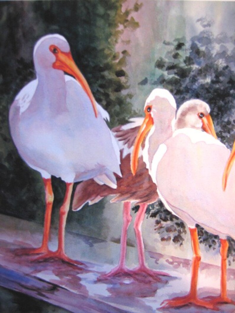 May include: A watercolor painting of three white ibis birds with orange beaks standing on a wooden surface. The birds are in a natural setting with green foliage in the background.