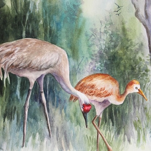 Könnte beinhalten: Aquarellmalerei von zwei Sandhillkranichen in einer Waldlandschaft. Der Kranich im Vordergrund ist braun und hat seinen Kopf unter seinen Flügel gesteckt. Der Kranich im Hintergrund ist grau und hat seinen Kopf erhoben. Das Gemälde ist vom Künstler Roxanne Jacobsen signiert.