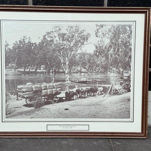 Équipe de bœufs avec laine - River Murray, photographie australienne encadrée vintage de 1888, art du patrimoine de l'Outback