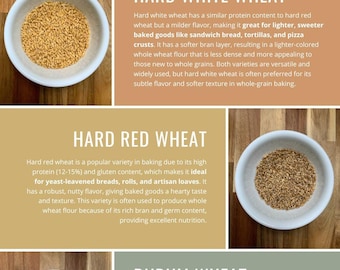 All About Grains Guide PDF Download