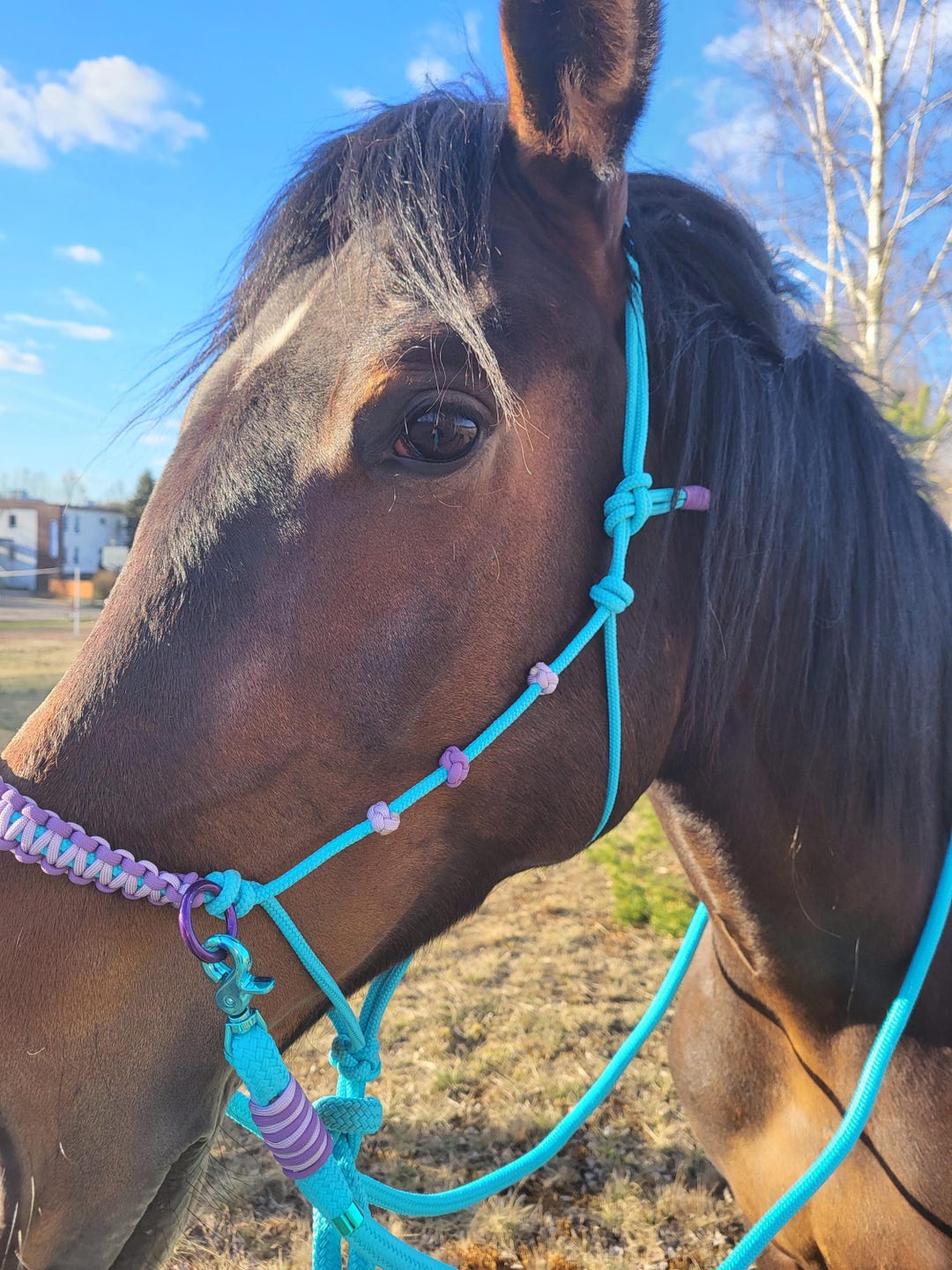 Rope Halter With Noseband Blue With 3m Reins and 12ft or 17ft or 22ft ...