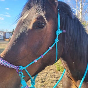 May include: A brown horse wearing a turquoise and purple rope halter with a metal clip. The horse is looking to the right of the frame.