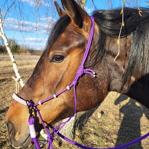 May include: A brown horse wearing a purple rope halter with white detailing. The halter is knotted and has a metal clasp. The horse is outside with a blue sky and trees in the background. The horse's coat is a deep brown colour.