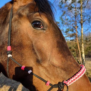 May include: Close-up of a brown horse's head with a black halter and pink and white rope halter. The horse's eye is visible.