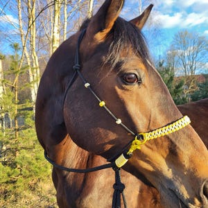 May include: A brown horse wearing a black and yellow rope halter with beads. The horse is standing in a field with trees in the background.
