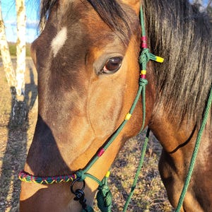 May include: A brown horse wearing a green and multi-coloured rope halter. The halter has red, yellow, and green accents. The horse has a white marking on its forehead and a black mane.