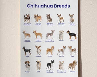 Tabla imprimible de razas de chihuahua