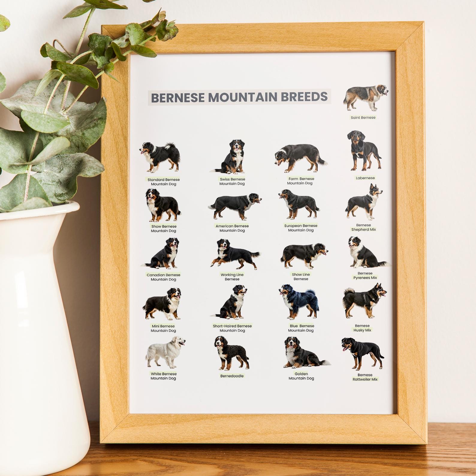 Printable Bernese Mountain Dog Breeds Chart - Etsy