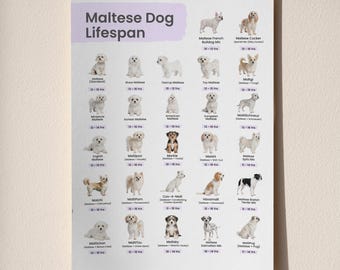Tabla imprimible de la esperanza de vida del perro maltés
