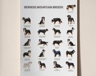 Tabla imprimible de razas de perro de montaña bernés