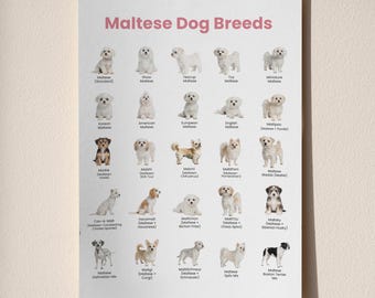 Tabla imprimible de razas de perros malteses