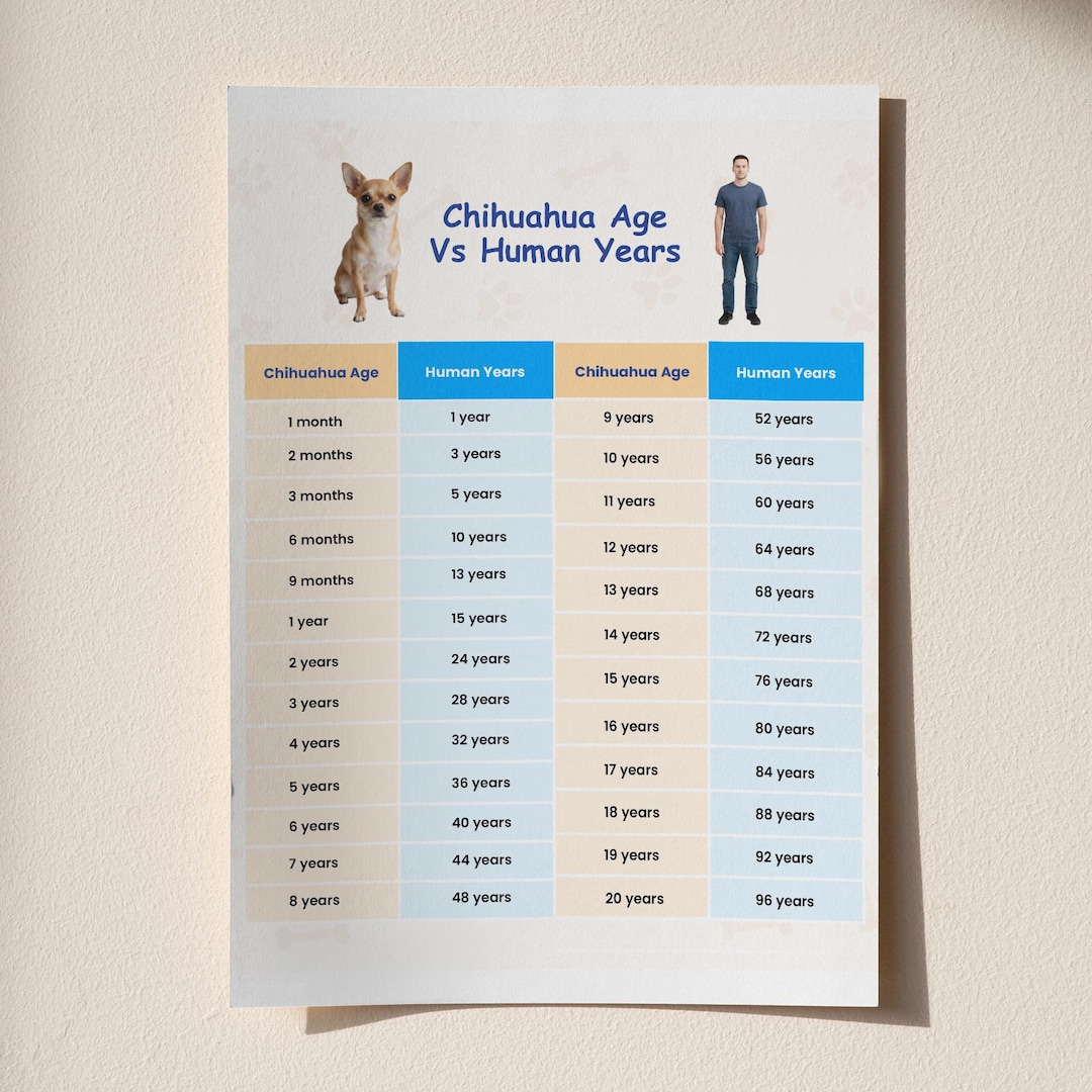 Chihuahua Age Chart Chihuahua Age in Human Years Etsy — free download