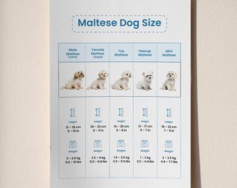 Tabla de tallas de perros malteses imprimible