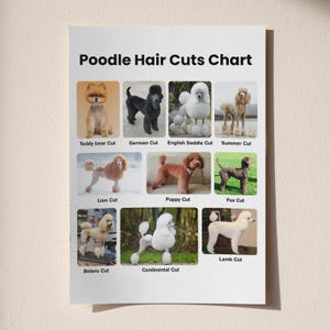 May include: A chart titled "Poodle Hair Cuts Chart" presents different poodle grooming styles. The poster features images of poodles with names such as "Teddy bear Cut," "German Cut," and "English Saddle Cut," illustrating various grooming techniques.