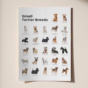 May include: A white poster titled "Small Terrier Breeds" featuring illustrations of various terrier dog breeds. The poster includes images of Jack Russell Terriers, Yorkshire Terriers, and other breeds, with their names listed below each image.