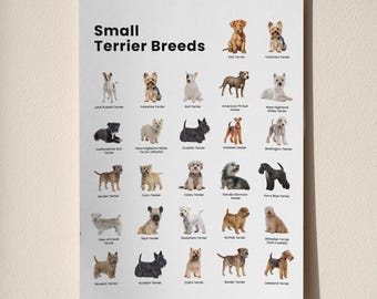 Tabla imprimible de razas de terrier pequeños