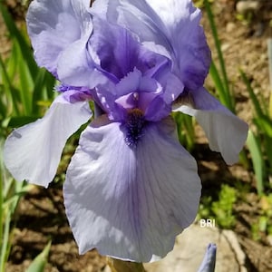 May include: A close-up of a light purple iris flower with a white center. The flower is in bloom and has a delicate, ruffled appearance.