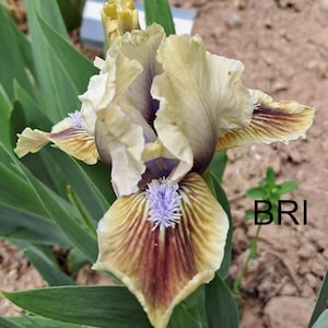 May include: Close-up of a blooming iris flower. The petals are a mix of cream, yellow, and brown with purple accents. The flower has a light purple center and is surrounded by green leaves. The text "BRI" is visible.