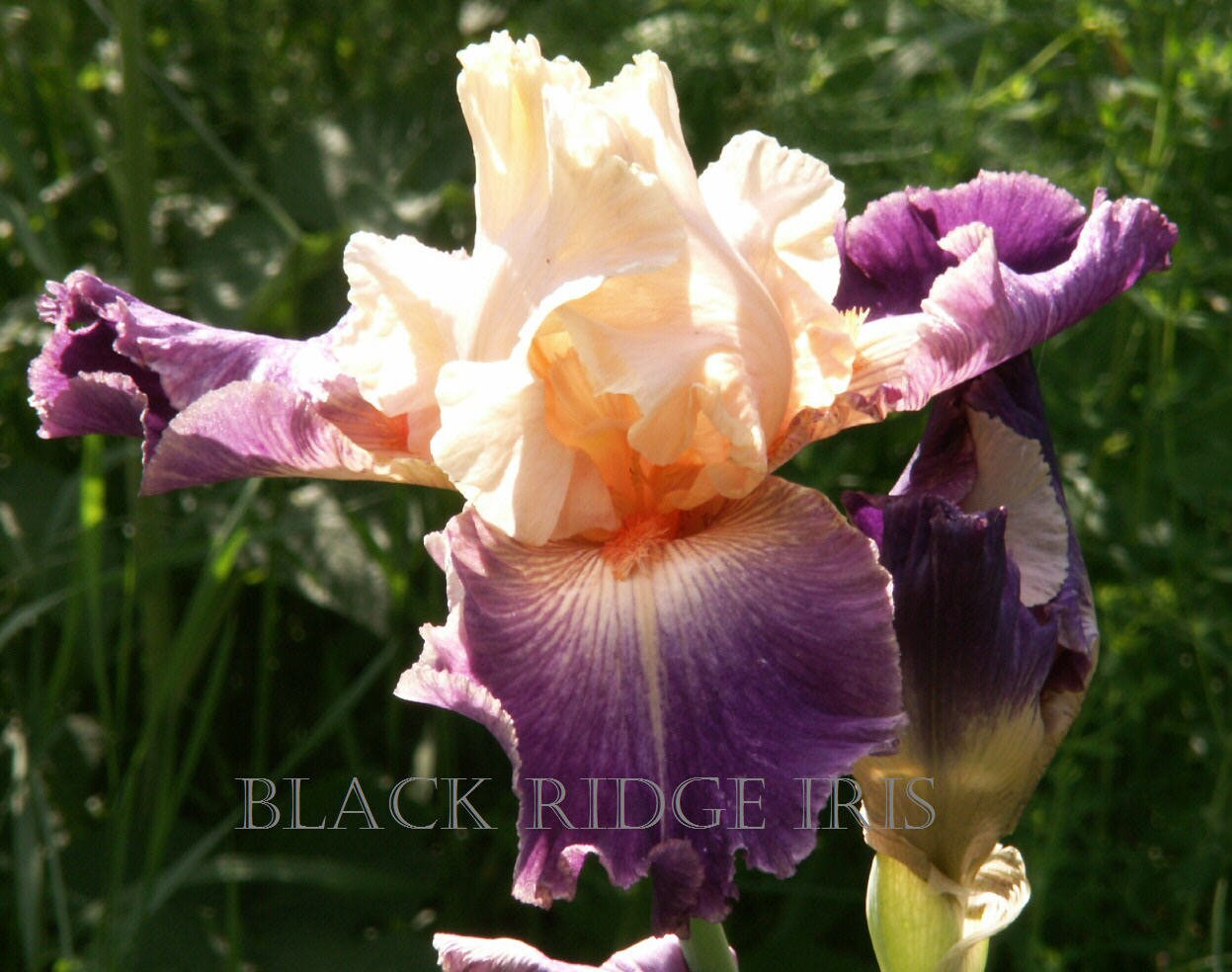 Freshly Dug **LILAC SHOWERS** Tall Bearded Iris Rhizome Combined Ship Aug/Sep Freshly Dug **LILAC SHOWERS** Tall Bearded Iris Rhizome Combined Ship Aug/Sep