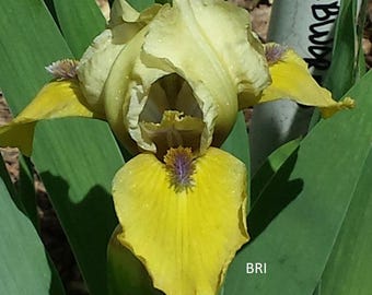 Sdb iris GROOVY GRUBWORM, 1 rhizome, pre-season sale