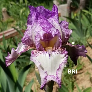 May include: A close-up of a purple and white iris flower with a yellow center. The flower has a white background with purple speckles and stripes. The flower is in focus and the background is blurred.